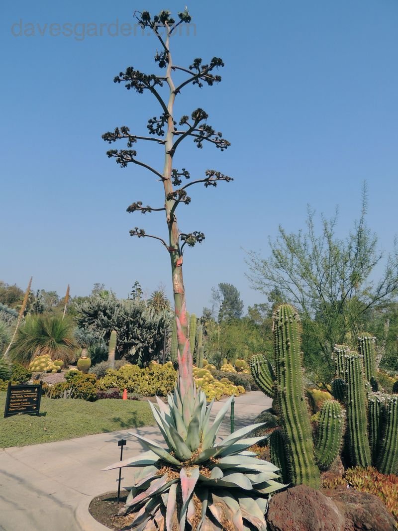 WHALE TONGUE AGAVE 2gal