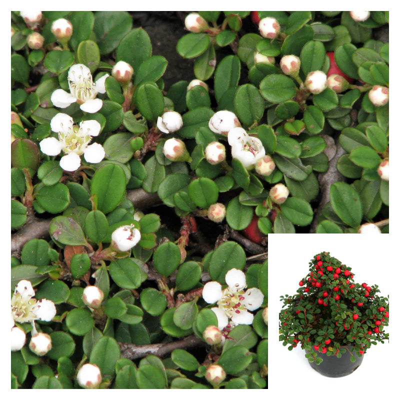STREIBS FINDLING COTONEASTER 1gal