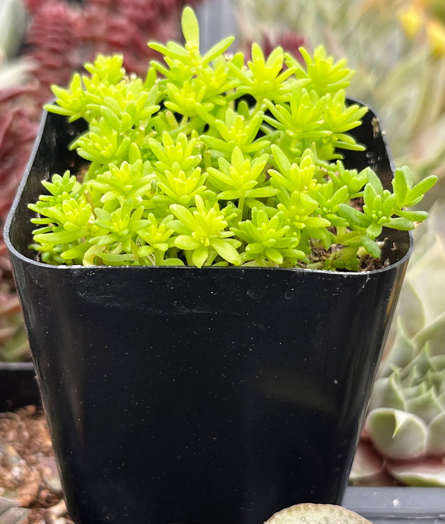 Tokyo Sun Sedum