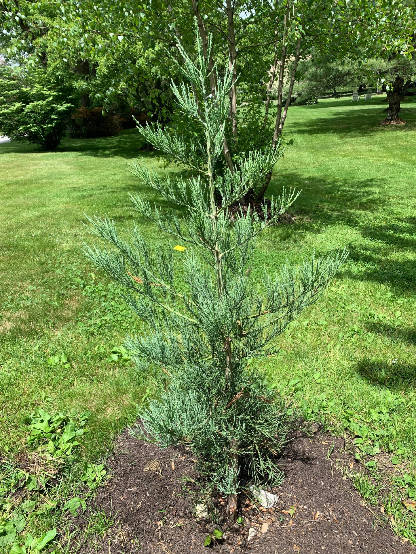 GAINT SEQUOIA TREE 6gal