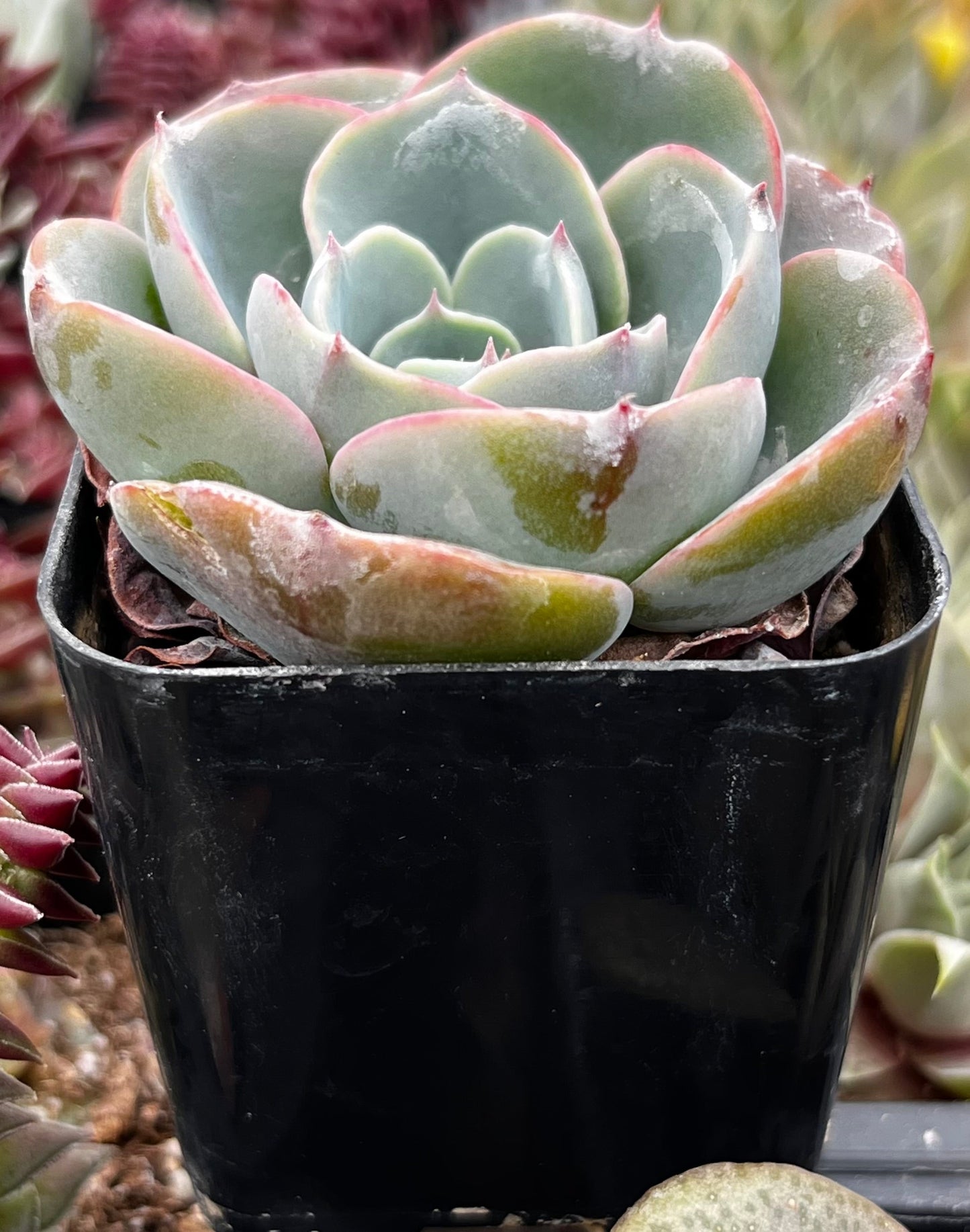 Echeveria Imbricata
