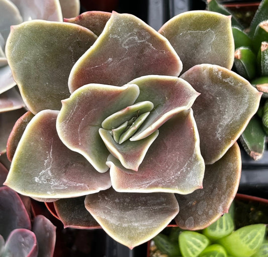 Fireglow Echeveria