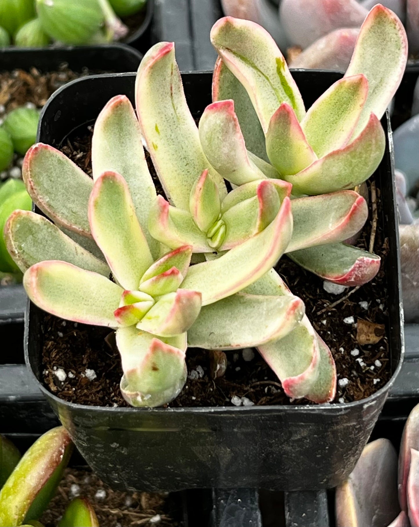 Candy Cane Crassula
