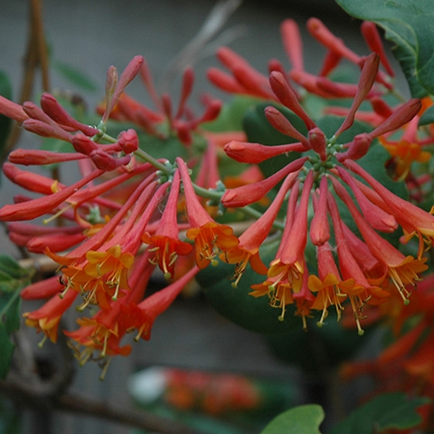 DROPMORE SCARLET HONEYSUCKLE 2gal