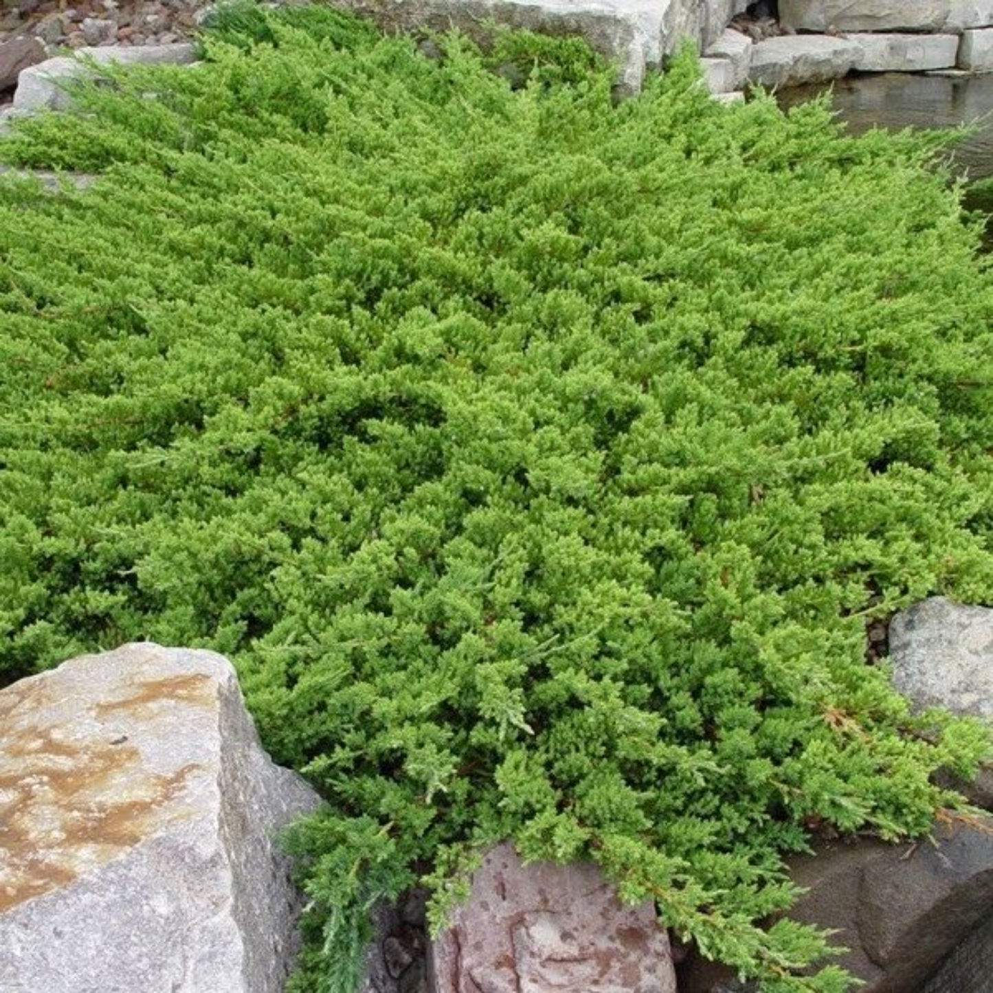 JAPANESE GARDEN JUNIPER 2gal