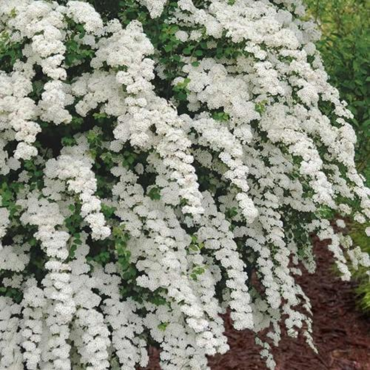 RENAISSANCE BRIDALWREATH SPIRAEA 2gal