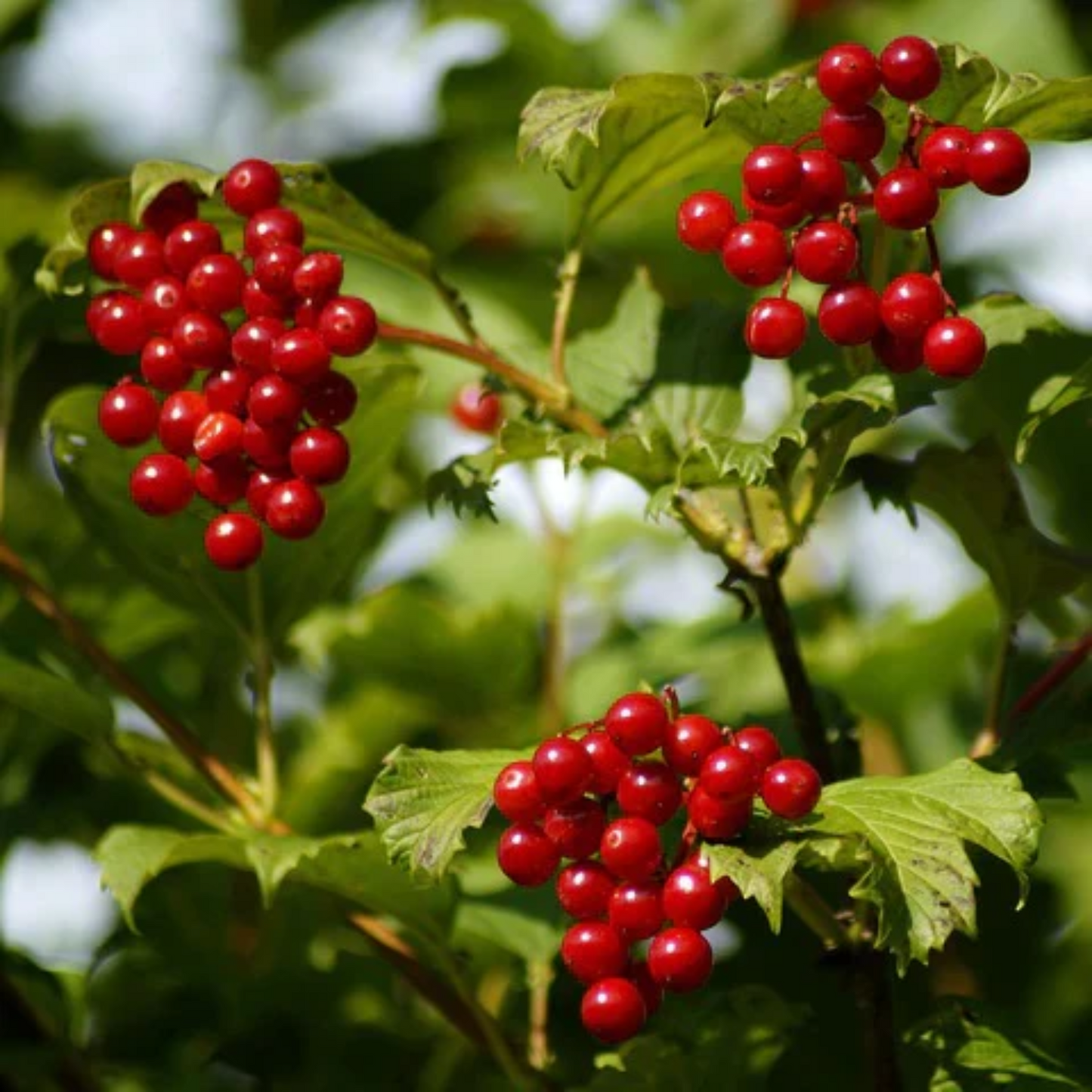 CRANBERRY BUSH VIBURNUM 2gal