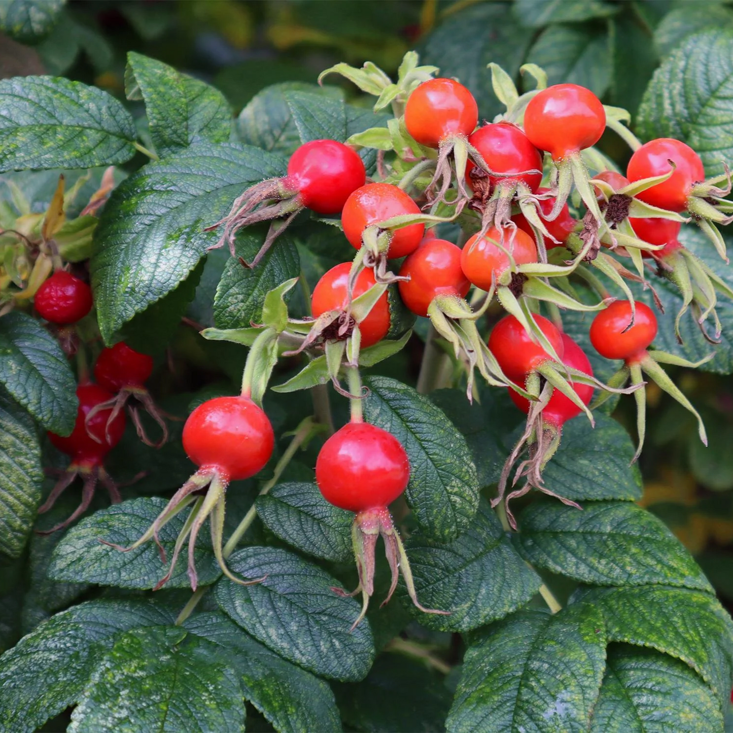 RUGOSA SEASIDE SWIRL RED ROSE 2gal