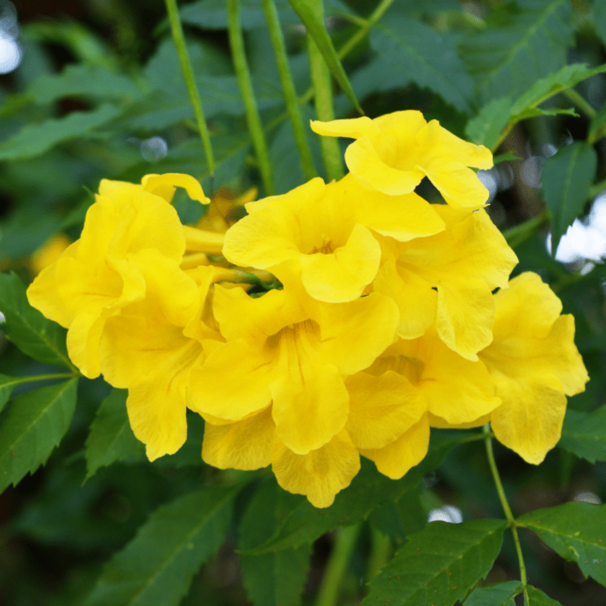 YELLOW TRUMPET VINE 2gal STAKED