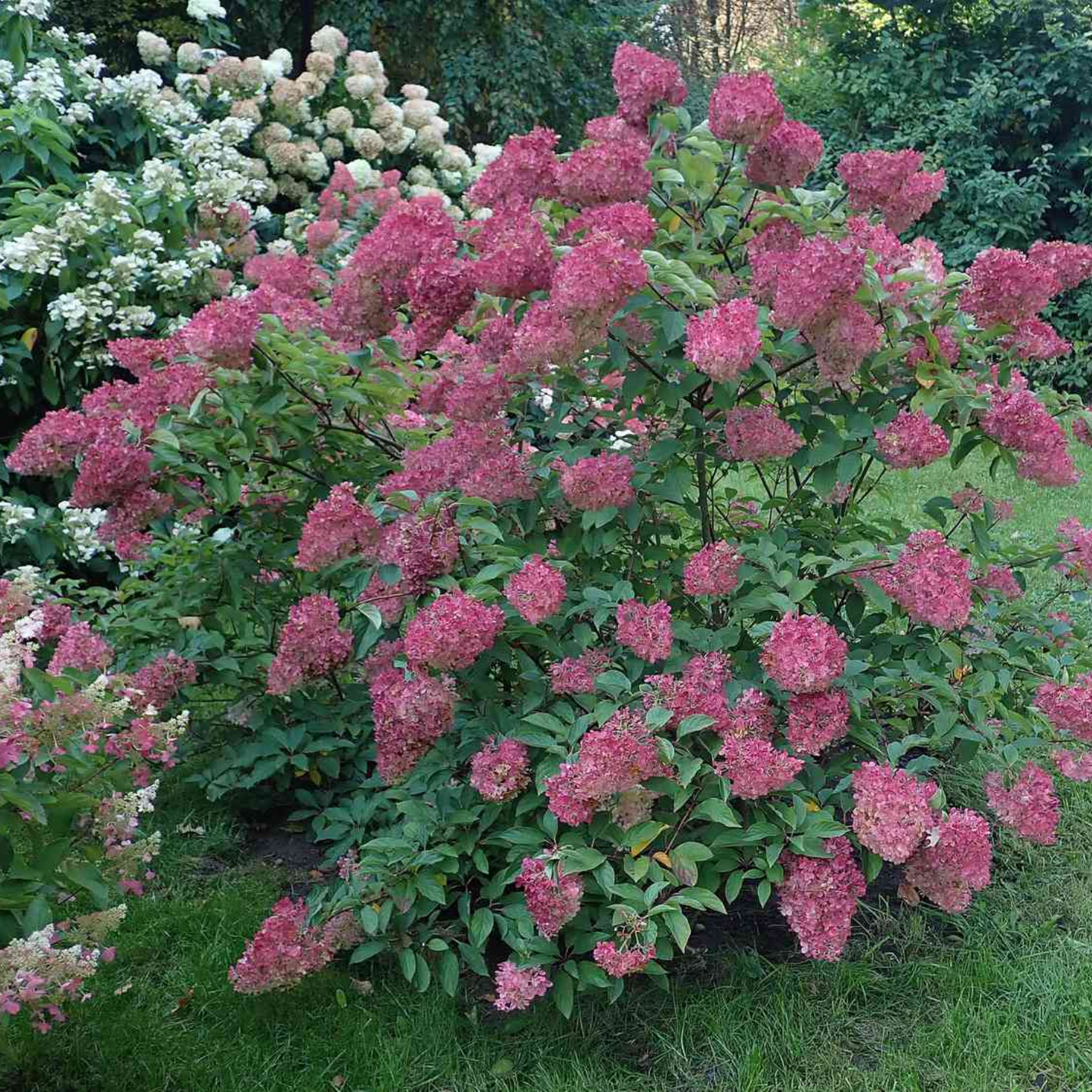 STRAWBERRY SUNDAE HYDRANGEA 2gal