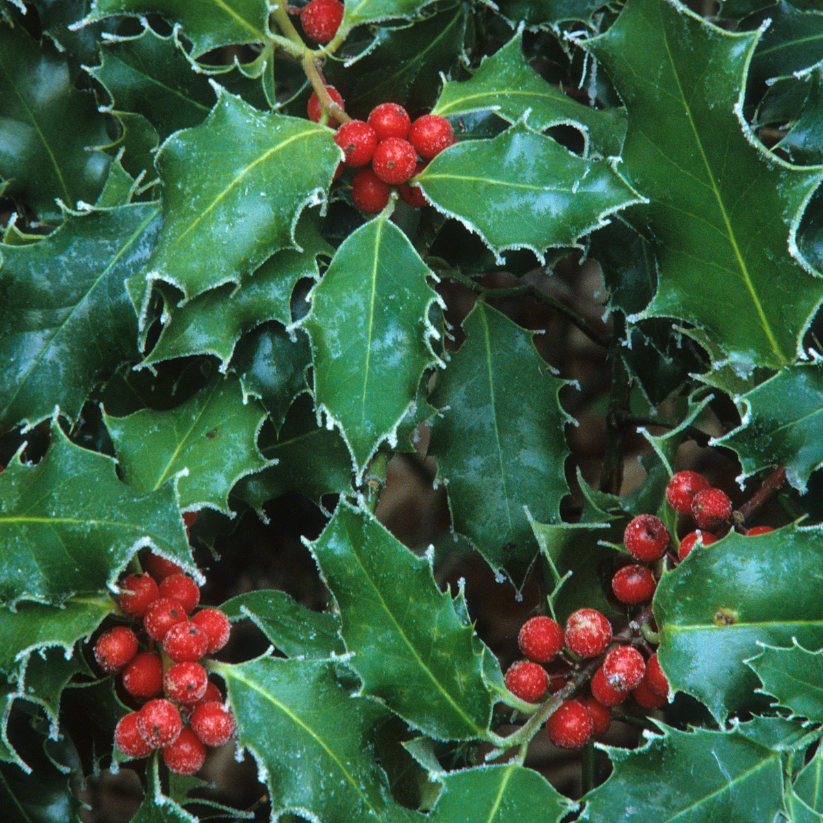 BERRI MAGIC HOLLY 2gal