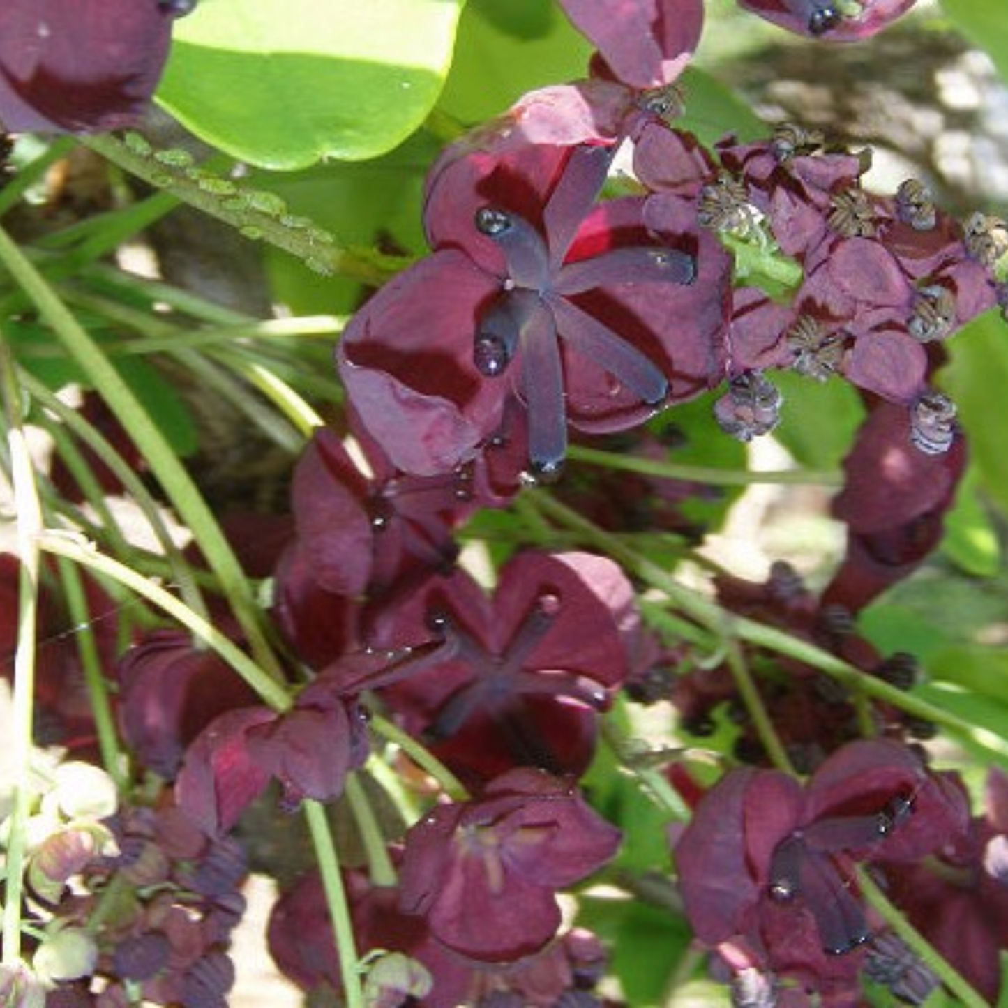 WHITE FLOWERING CHOCOLATE VINE AKEBIA 5gal STAKED