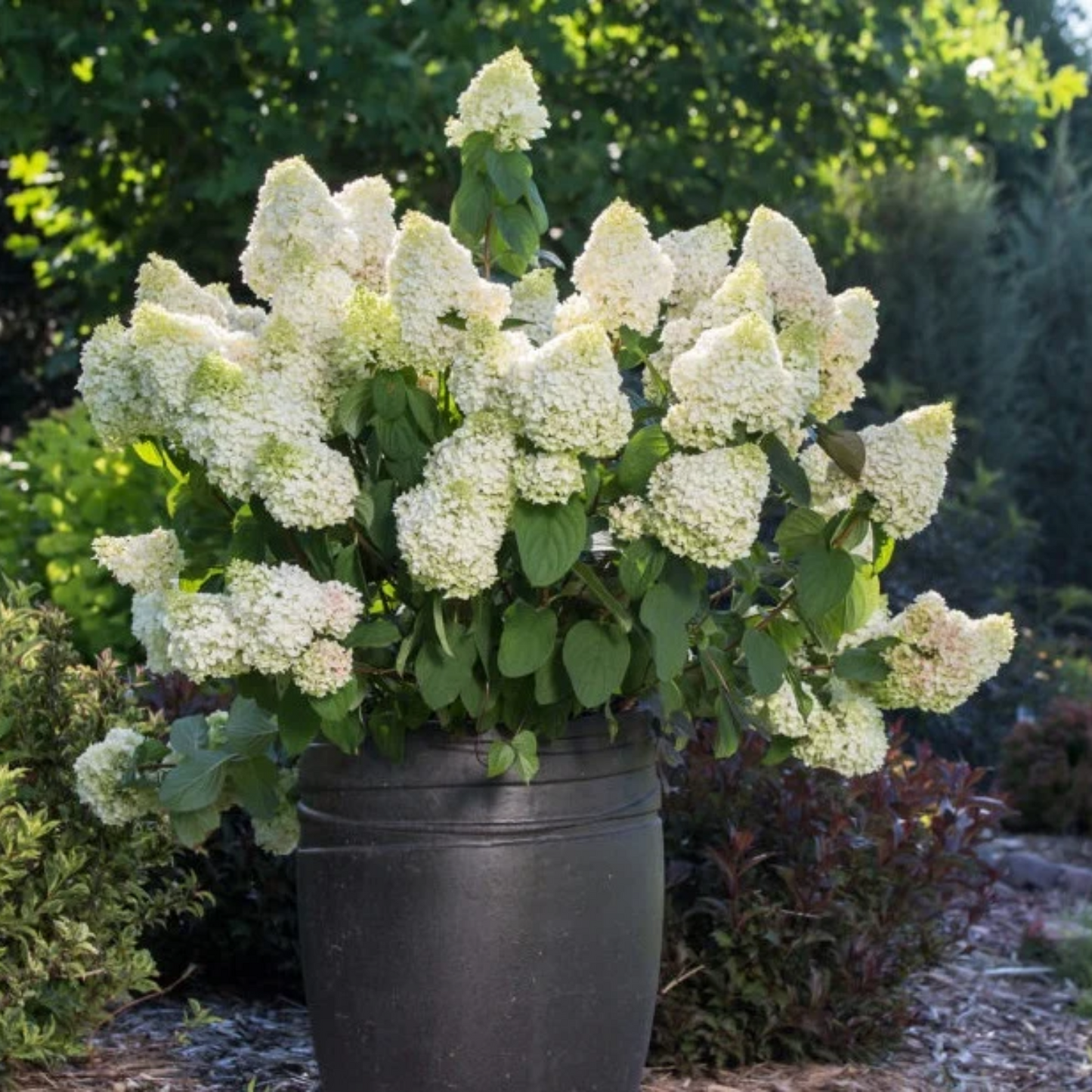 LITTLE HOTTIE HYDRANGEA 2gal