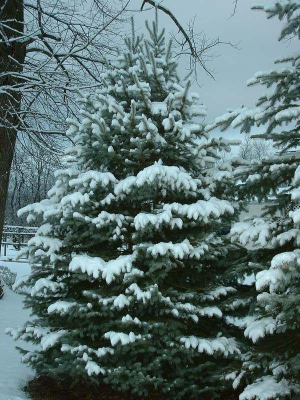 BONNIE BLUE SPRUCE 10gal