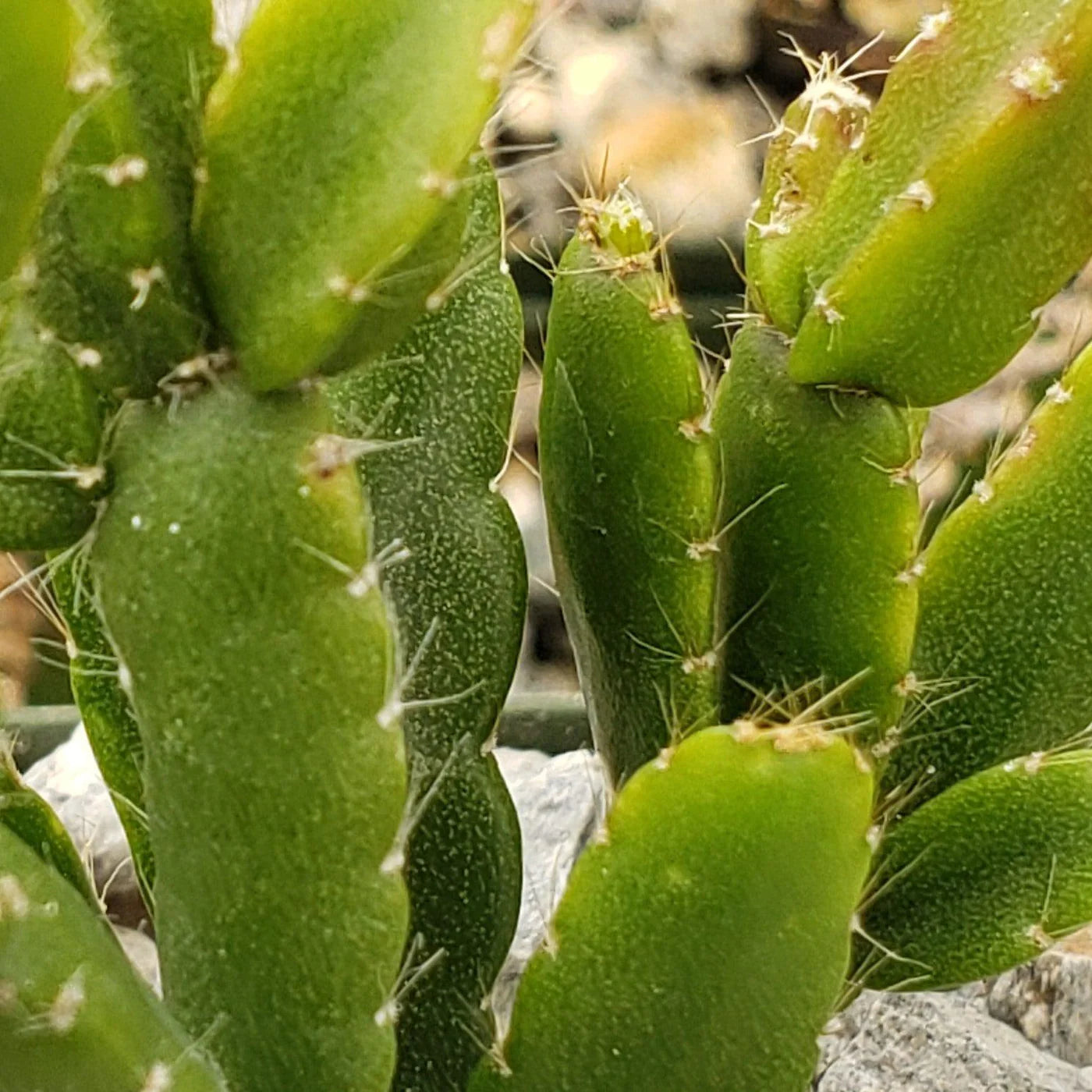 Cascading Jungle Cactus Rhipsalis Cereoides