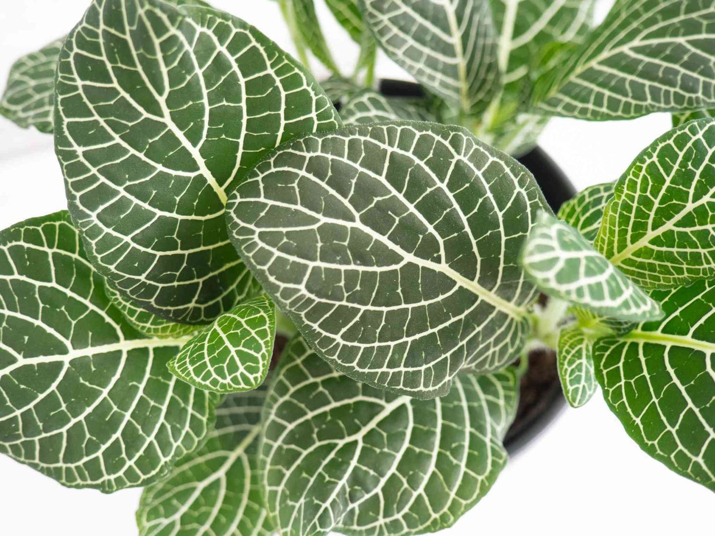 FITTONIA NERVE PLANT ASSORTED