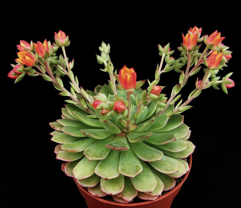 Echeveria Derosa