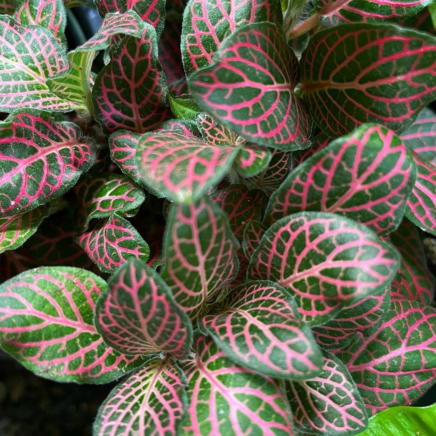 FITTONIA NERVE PLANT ASSORTED