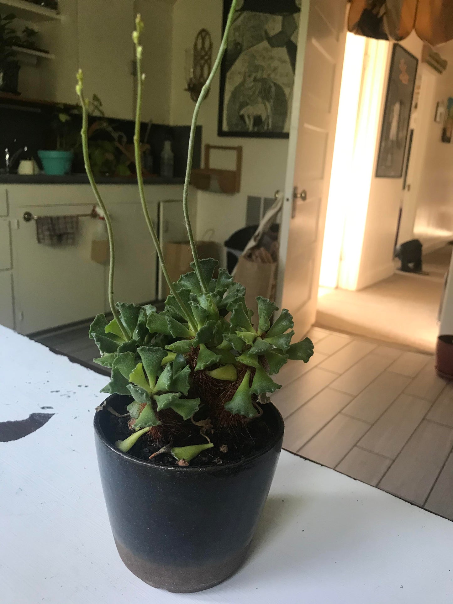 Crinkle Leaf Succulent