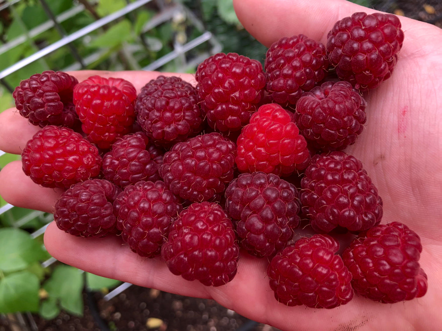 INDIAN SUMMER RASPBERRY 1gal