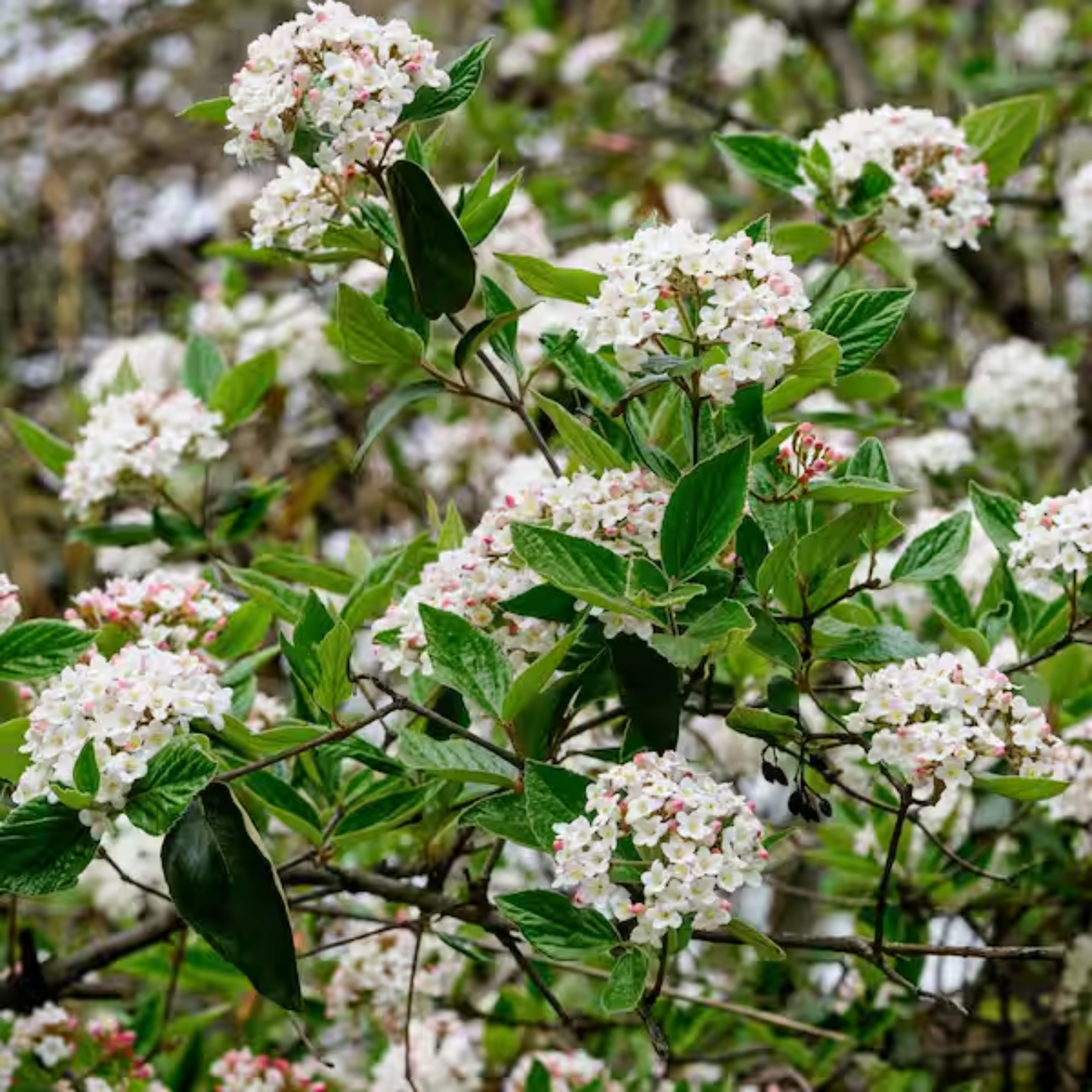 SWEET TALKER VIBURNUM 2gal