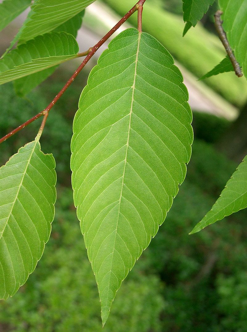 ZELKOVA ELM TREE 25gal