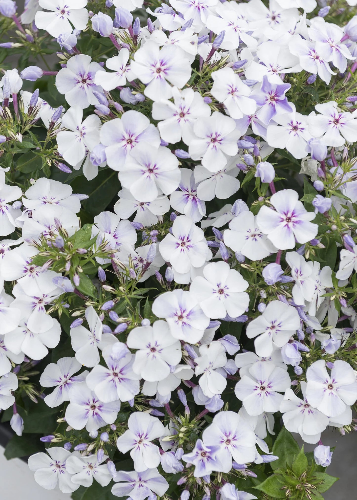 LIGHT BLUE FLAME PHLOX 1gal