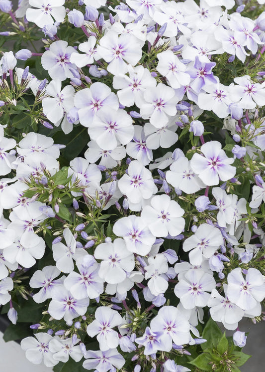 LIGHT BLUE FLAME PHLOX 1gal