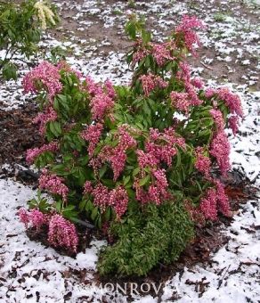 GAY GOBLIN LILY OF THE VALLEY PIERIS 2gal