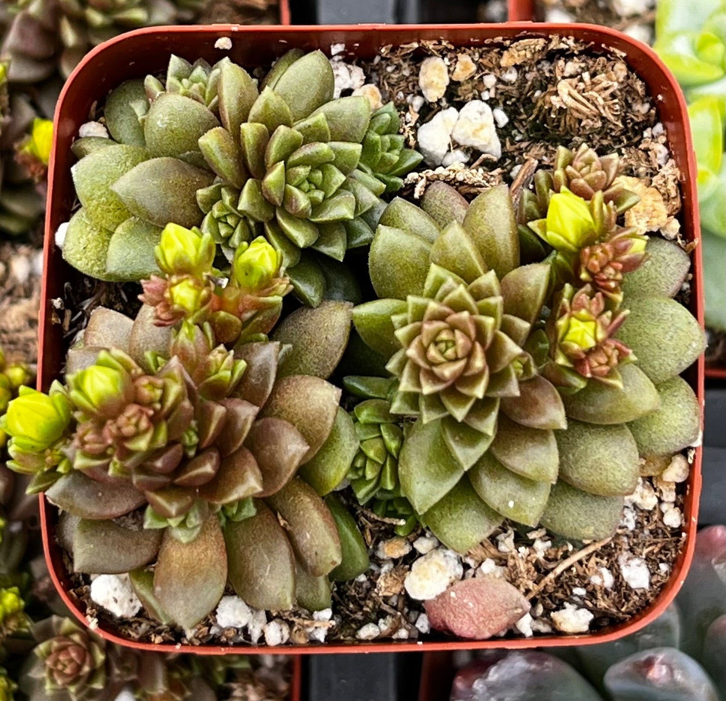 Little Gem Cremnosedum