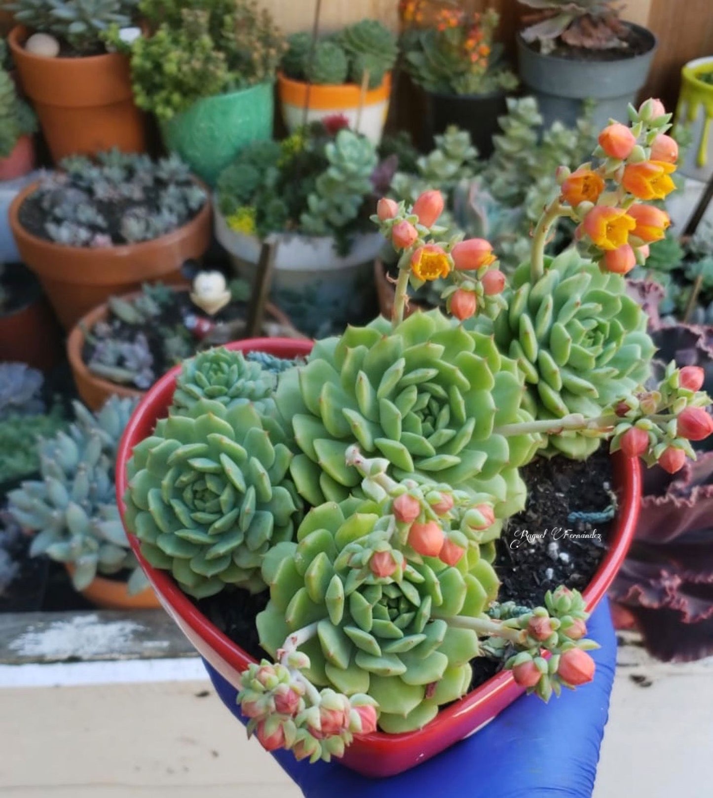 Echeveria Derosa