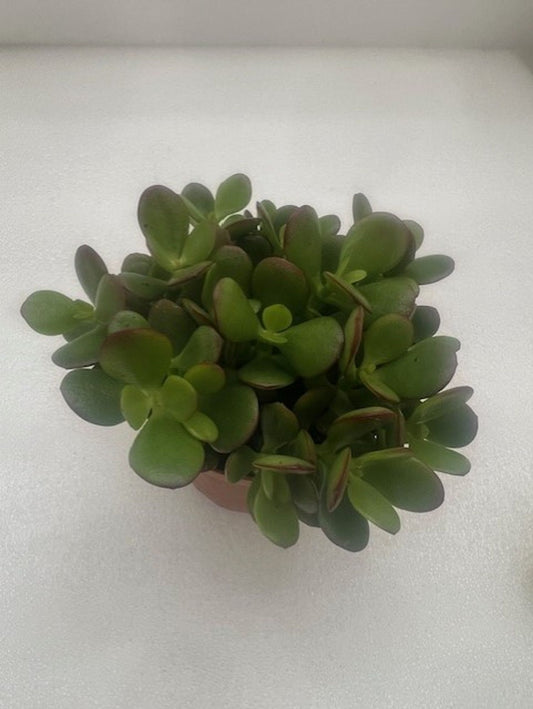 MINI JADE 4in