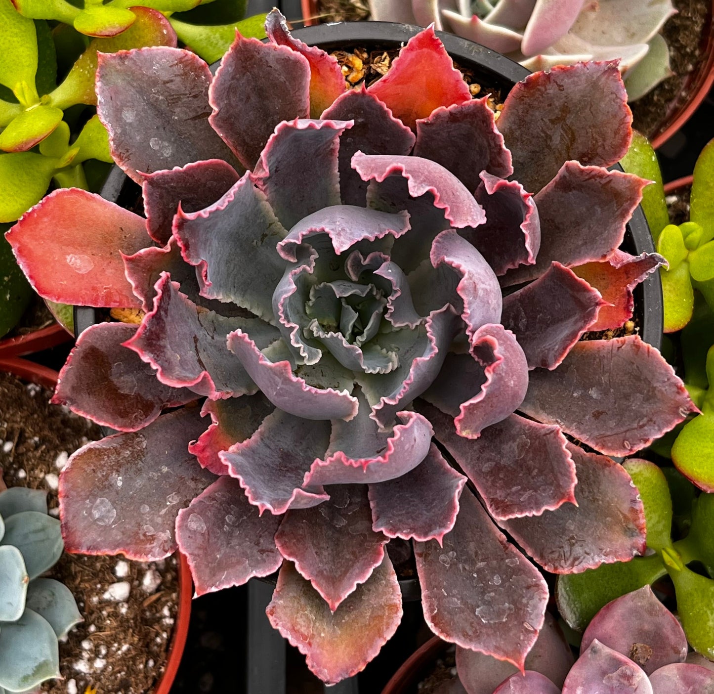 Neon Breaker Echeveria
