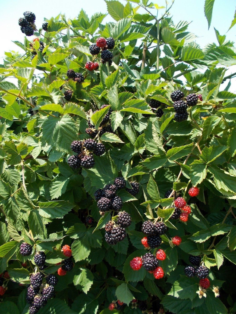 MARIONBERRY BLACKBERRY 1gal