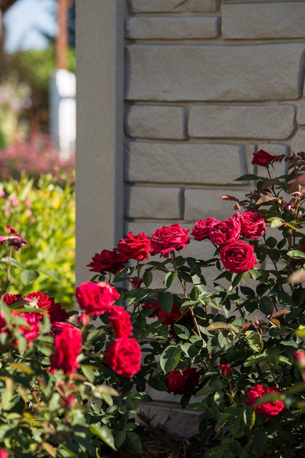 EASY ELEGANCE KASHMIR DARK RED ROSE 2gal