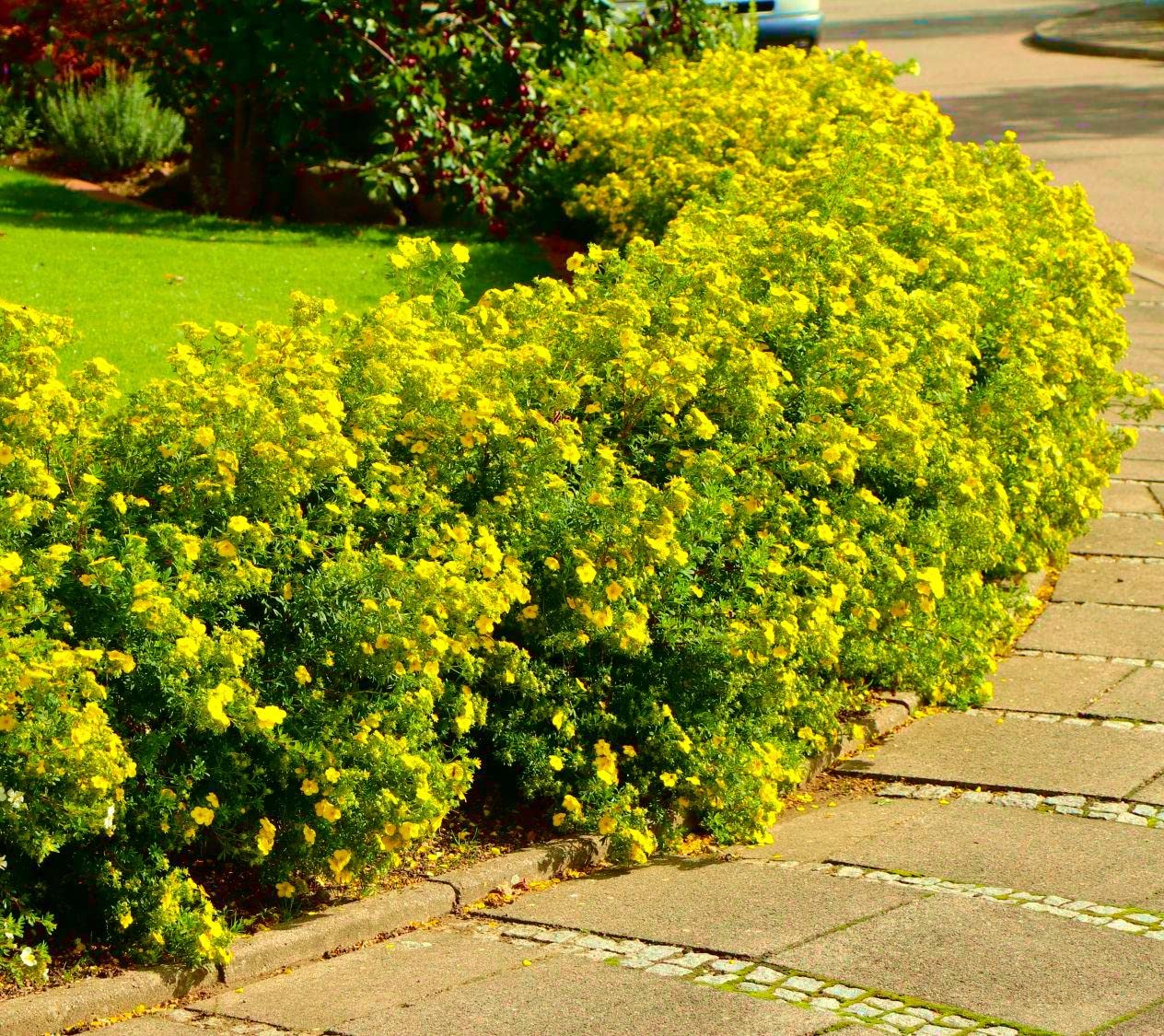 GOLD STAR POTENTILLA 2gal