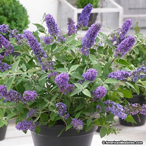FLUTTERFLY PETITE BLUE HEAVEN BUTTERFLY BUSH 2gal