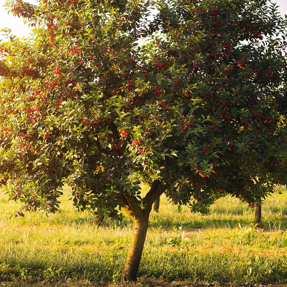 LAPINS CHERRY TREE 5gal