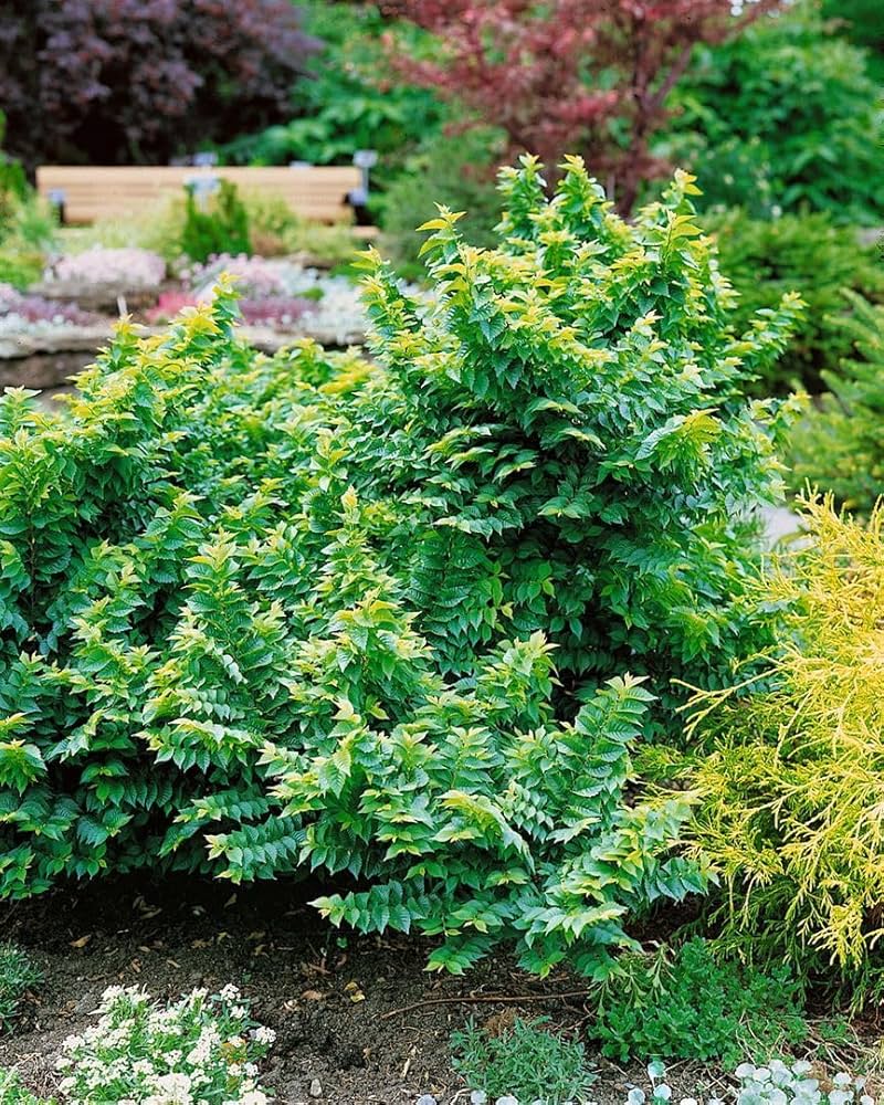 JACQUELINE HILLIER ELM 3gal