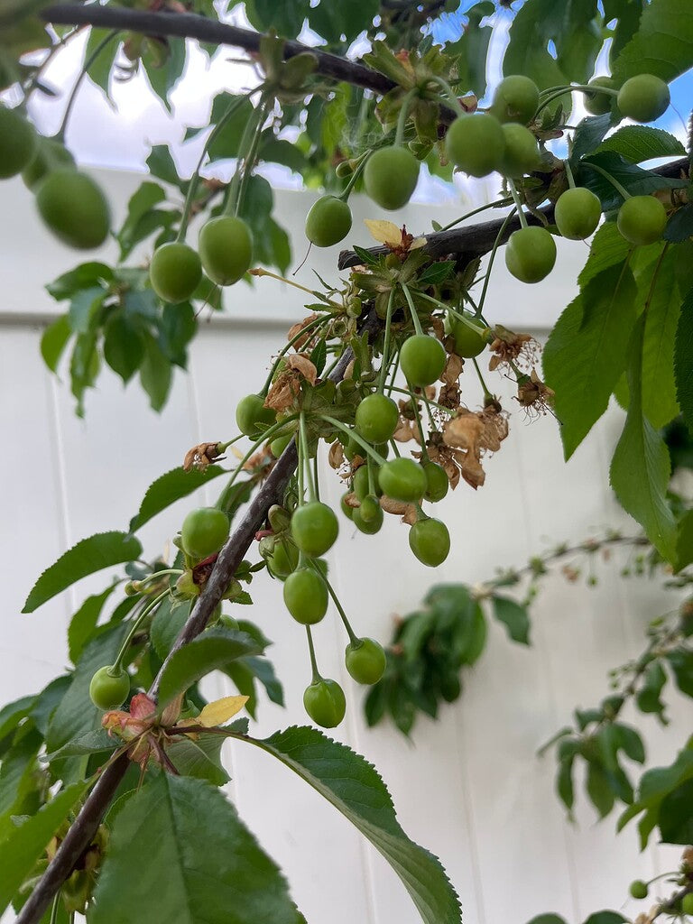 RAINIER CHERRY TREE 7gal