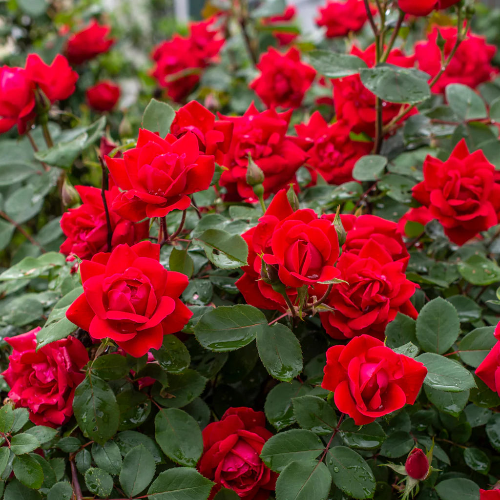 Red Knock Out® Rose (ROSE K.O. KNOCKOUT) - 3 gallon
