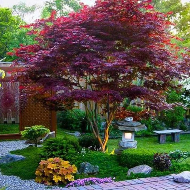 BLOODGOOD JAPANESE MAPLE 5gal