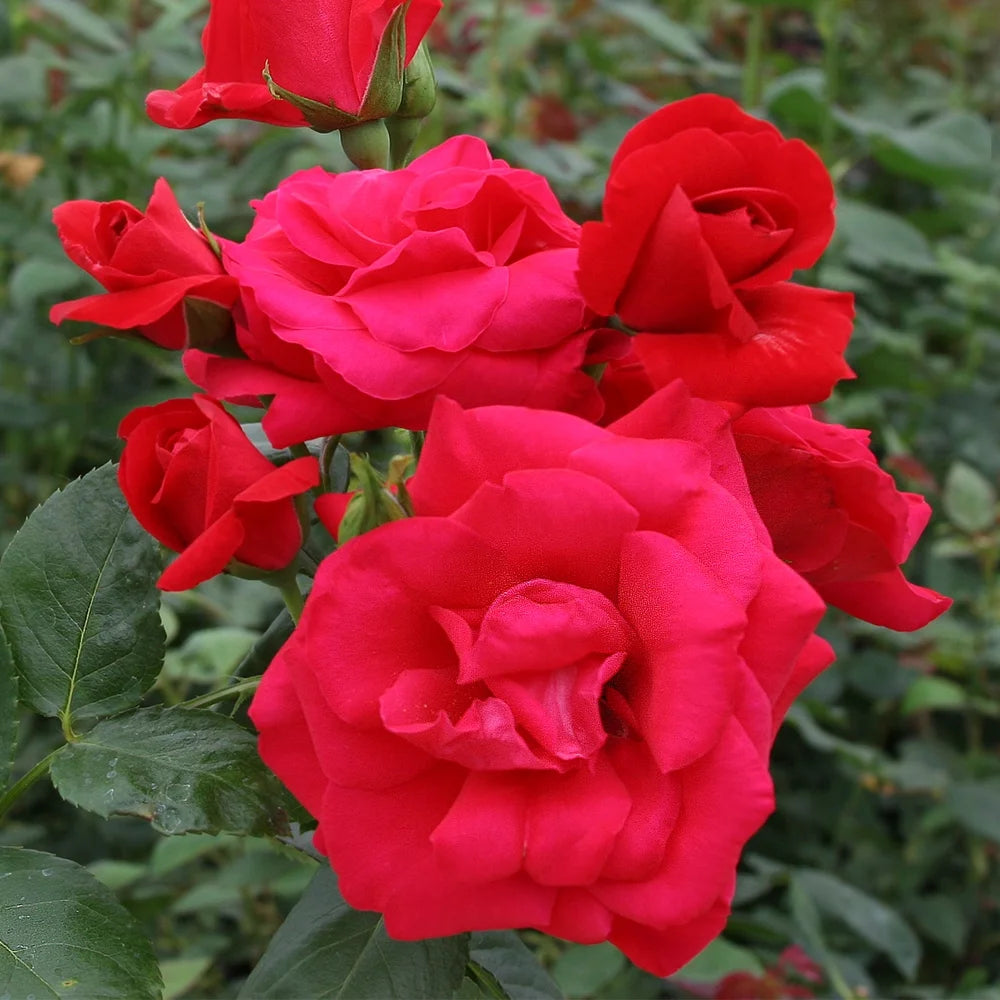 CRIMSON SKY CLIMBING ROSE 2gal