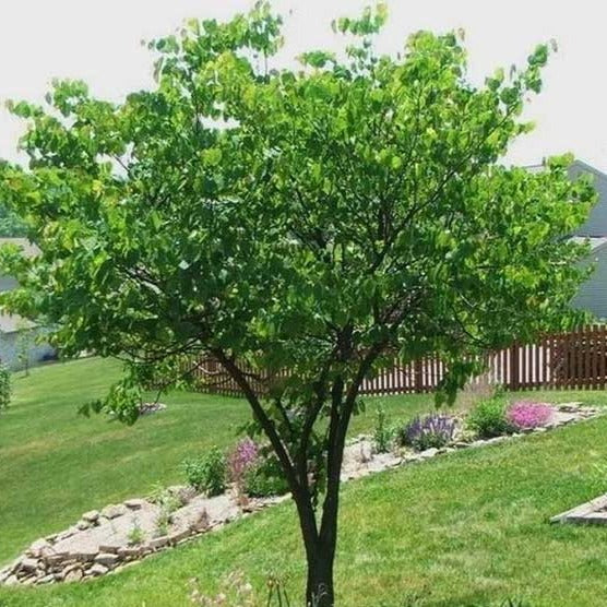EASTERN REDBUD TREE 10gal