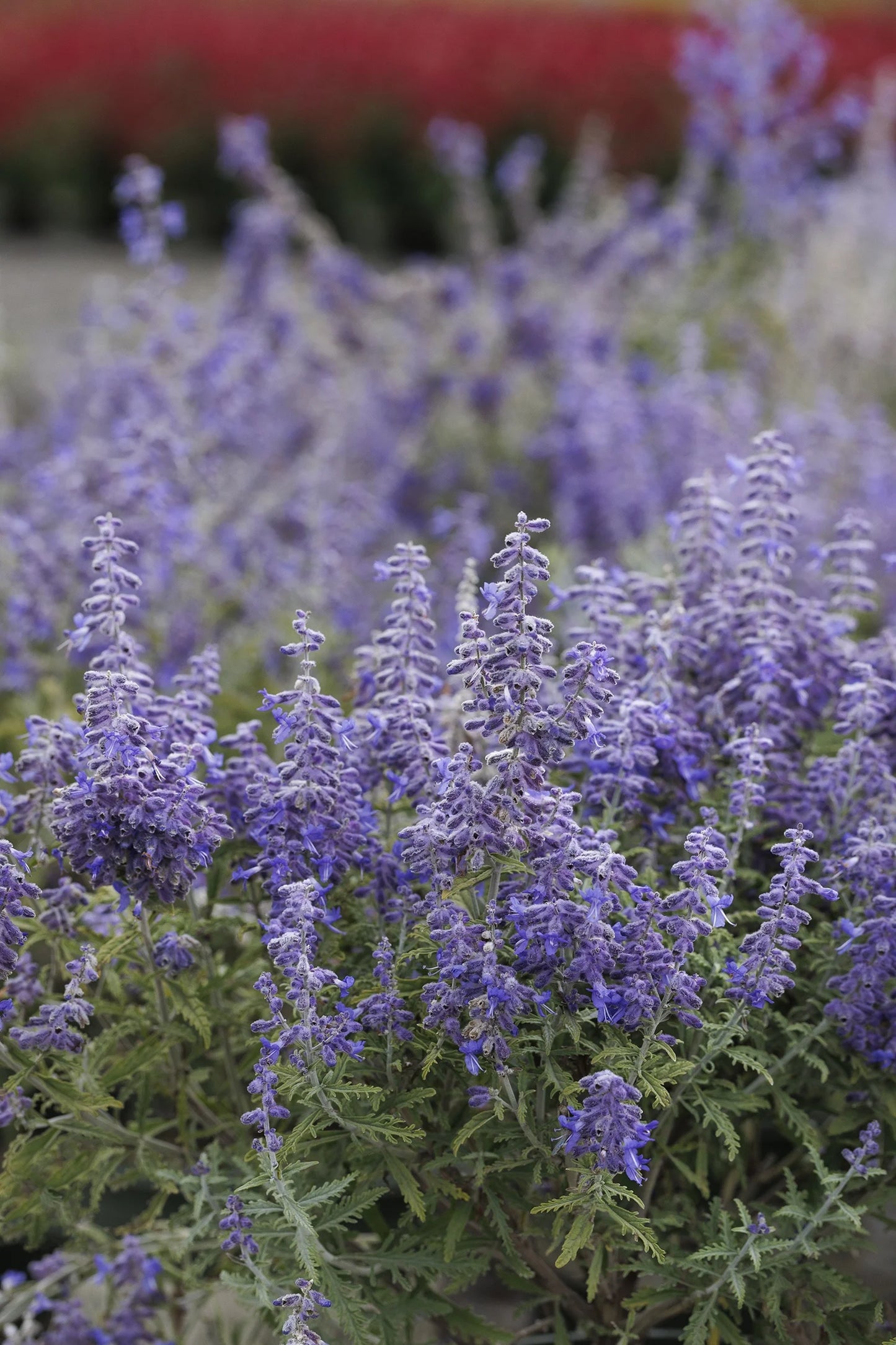 LACEY BLUE RUSSIAN SAGE 1gal