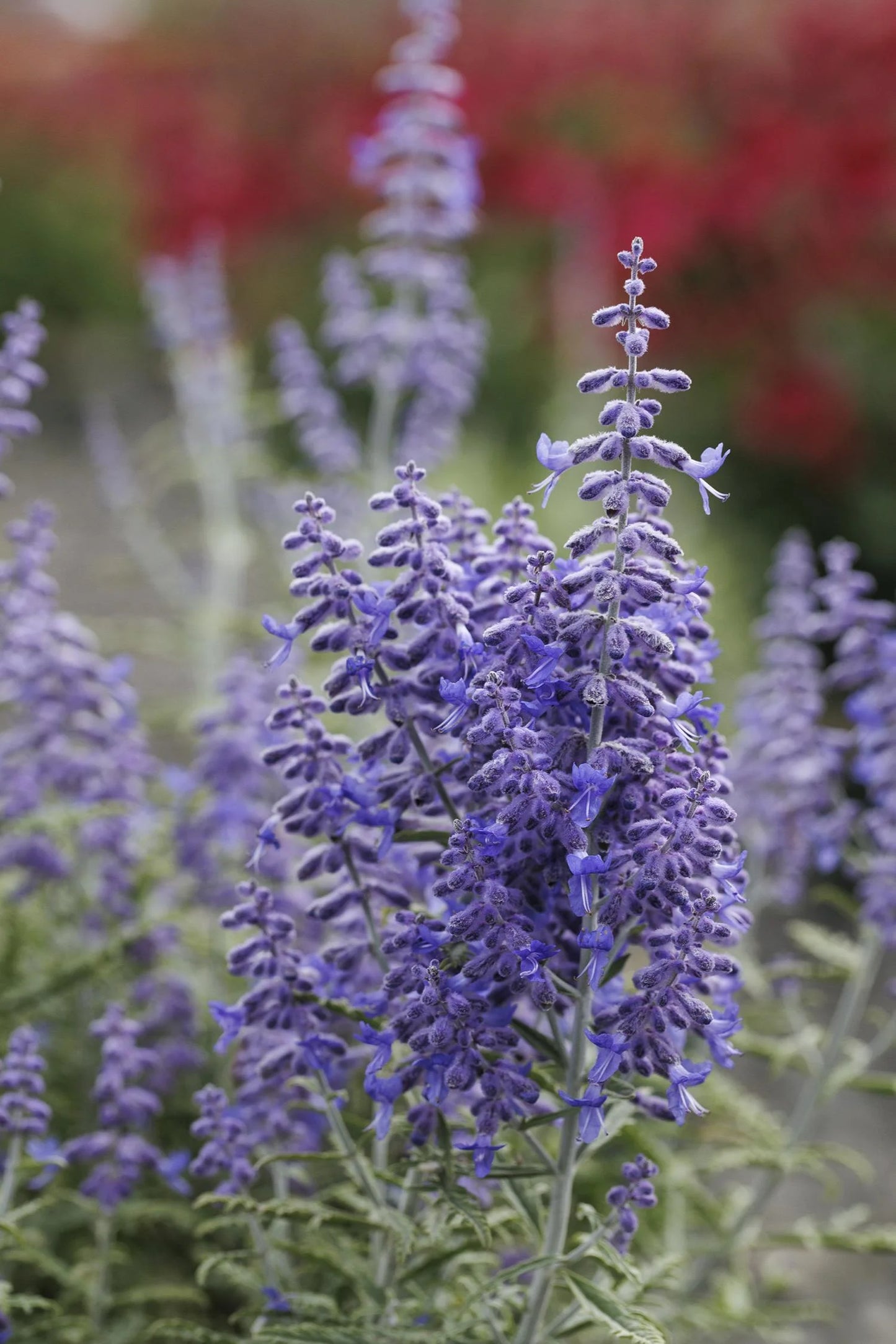 LACEY BLUE RUSSIAN SAGE 1gal