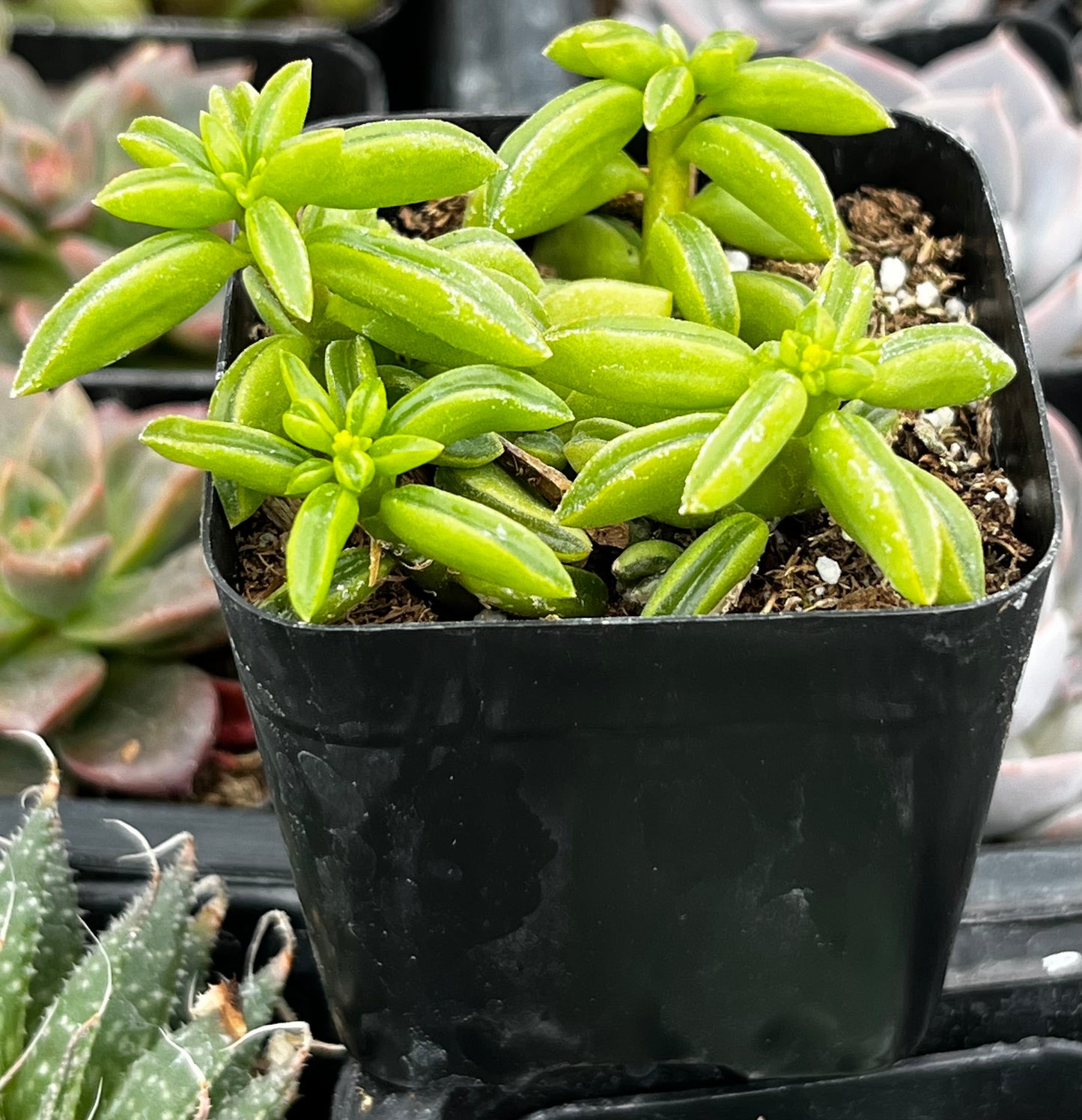 Taco Leaf Peperomia