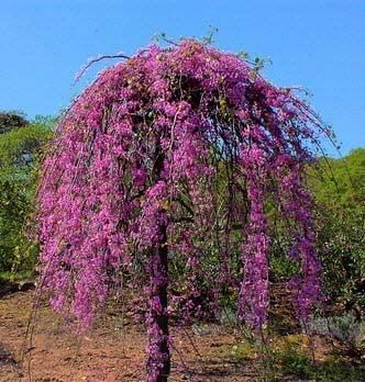 RUBY FALLS WEEPING REDBUD TREE 5gal