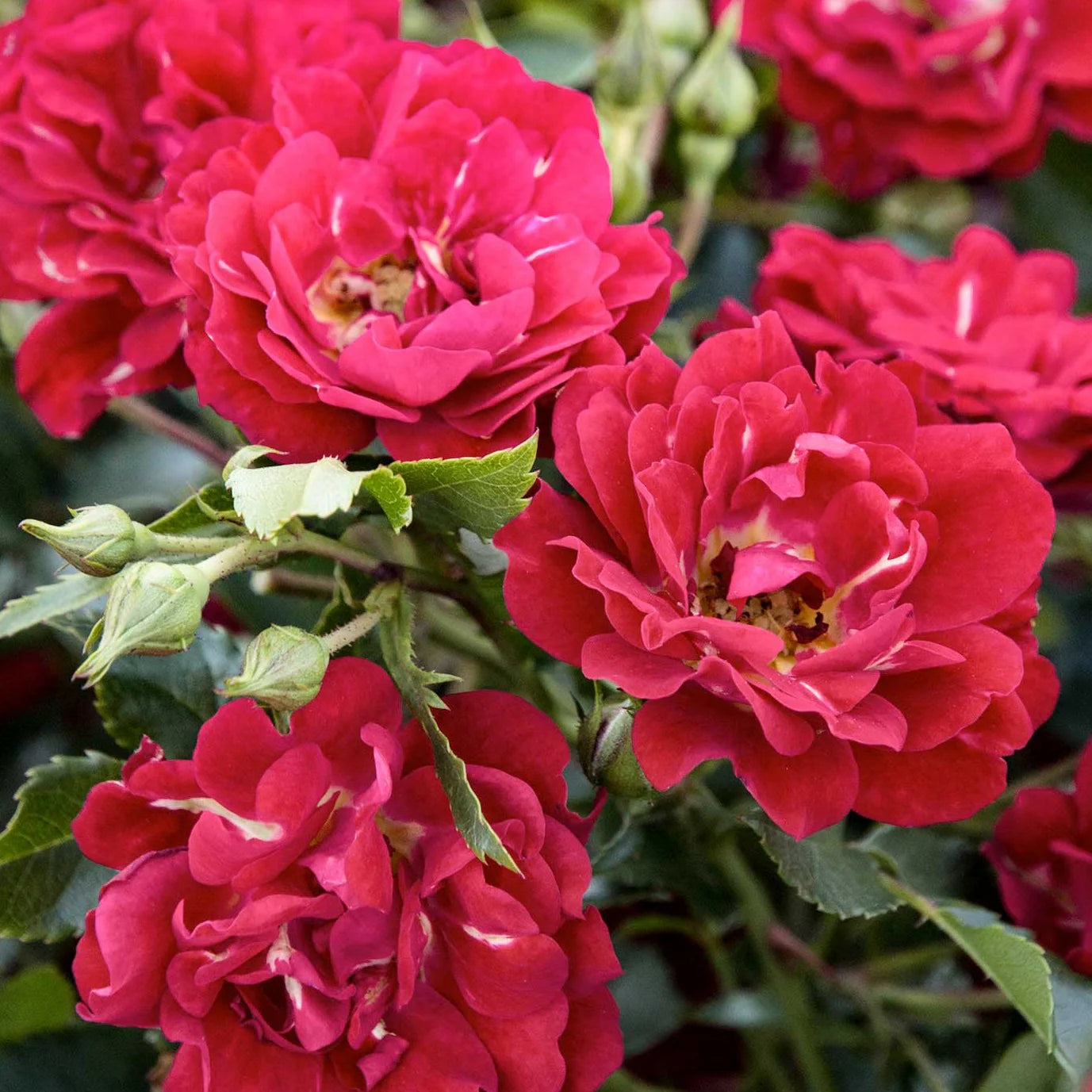 Red Drift® Rose (ROSE DRIFT RED) - 2 gallon
