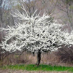 SANTA ROSA PLUM TREE 7gal